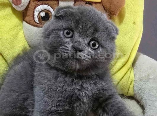 Ayıcık Surat Gri Scottish Fold Shorthair