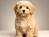 Malti̇poo Ci̇nsi̇ Yavrular Ev Üreti̇mi̇