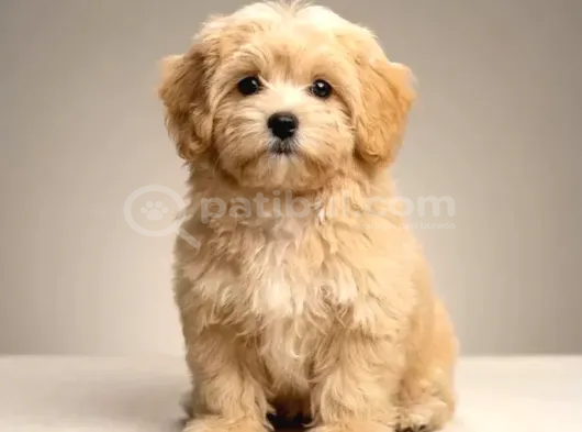 Malti̇poo Ci̇nsi̇ Yavrular Ev Üreti̇mi̇