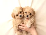 Malti̇poo Ci̇nsi̇ Yavrular Ev Üreti̇mi̇