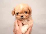 Kahve Tonlu Malti̇poo Ci̇nsi̇ Yavrular