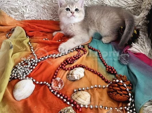 Muhteşem Güzellikteki Yavrularımız görsel