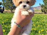 F1 Eğitimli Ve Aşılı Maltipoo Bebekler
