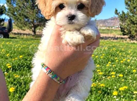 F1 Eğitimli Ve Aşılı Maltipoo Bebekler görsel
