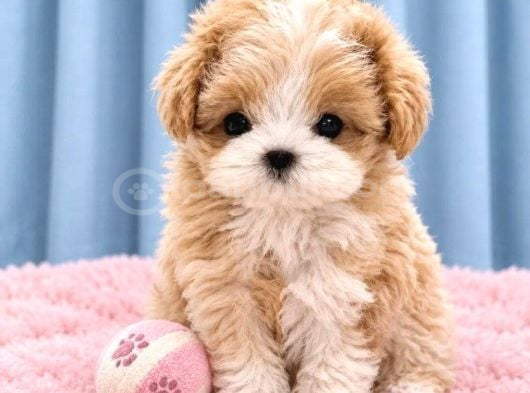 F1 eğitimli ve aşılı maltipoo bebekler