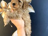 Uygun Puanlı Krem Toy Poodle Miniğim