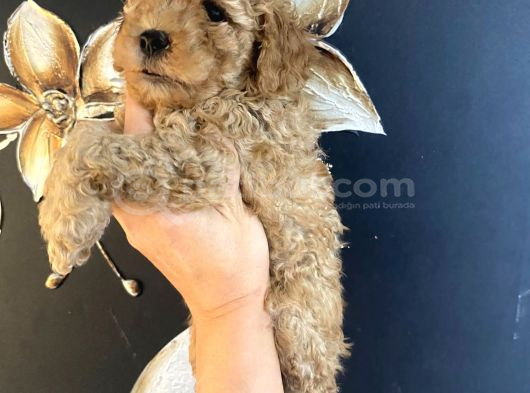 Uygun Puanlı Krem Toy Poodle Miniğim görsel