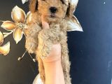 Uygun Puanlı Krem Toy Poodle Miniğim