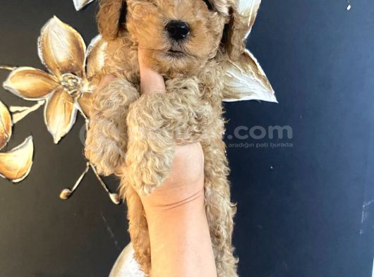 Uygun Puanlı Krem Toy Poodle Miniğim görsel