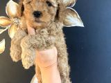 Uygun Puanlı Krem Toy Poodle Miniğim