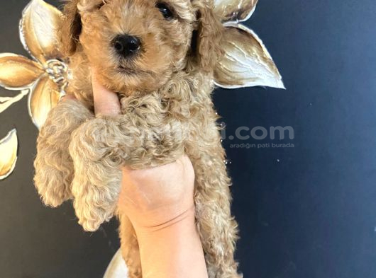 Uygun Puanlı Krem Toy Poodle Miniğim görsel