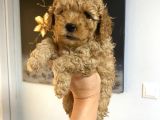Uygun Puanlı Krem Toy Poodle Miniğim