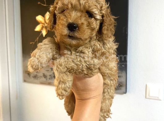 Uygun Puanlı krem toy poodle Miniğim