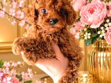 Güzeller Güzeli Bir Minik Poodle Bebek