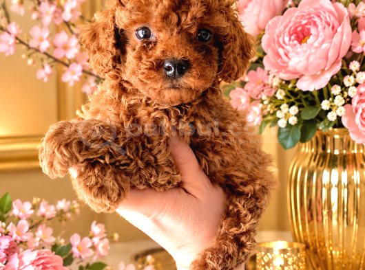 Güzeller güzeli bir minik poodle bebek