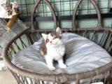Cinnemon Bi Color British Shorthair Yavru