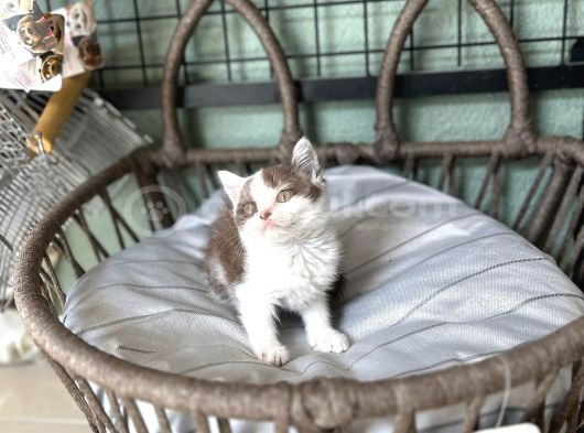 Cinnemon Bi Color British Shorthair Yavru görsel