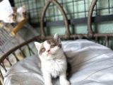 Cinnemon Bi Color British Shorthair Yavru