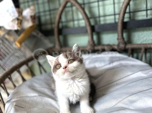Cinnemon Bi Color British Shorthair Yavru