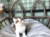 Cinnemon Bi Color British Shorthair Yavru