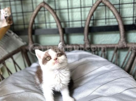 Cinnemon Bi Color British Shorthair Yavru görsel