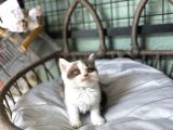 Cinnemon Bi Color British Shorthair Yavru