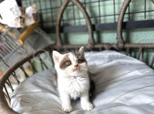 Cinnemon Bi Color British Shorthair Yavru görsel