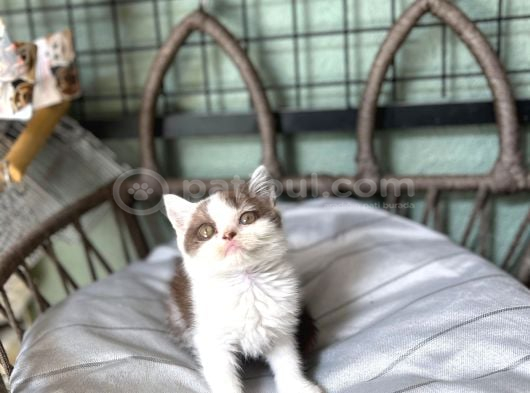 Cinnemon Bi Color British Shorthair Yavru görsel