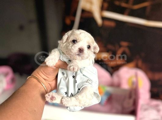 Maltese Terri̇er Ci̇nsi̇ Yavrular görsel