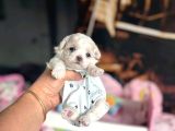Maltese Terri̇er Ci̇nsi̇ Yavrular