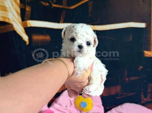 Kar Beyaz Maltese Terri̇er Ci̇nsleri̇ görsel