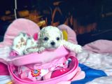 Kar Beyaz Maltese Terri̇er Ci̇nsleri̇