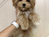 Toy Poodle Sevi̇mli̇ Yavrular Ev Üreti̇mi̇