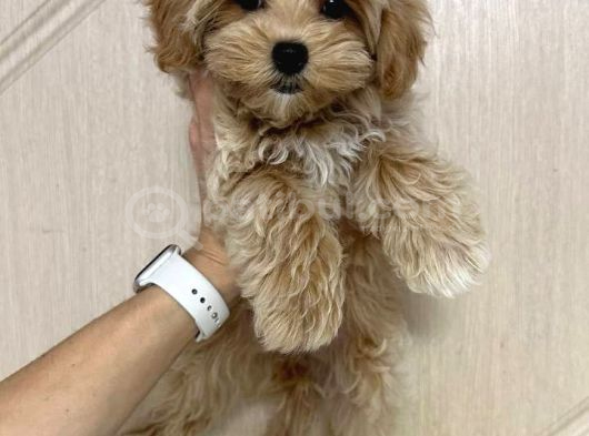 Toy Poodle Sevi̇mli̇ Yavrular Ev Üreti̇mi̇
