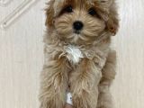 Toy Poodle Sevi̇mli̇ Yavrular Ev Üreti̇mi̇