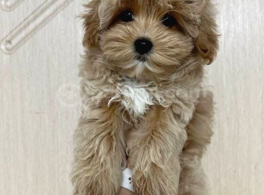 Toy Poodle Sevi̇mli̇ Yavrular Ev Üreti̇mi̇ görsel