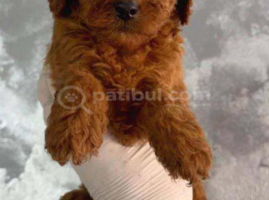 Red Toy Poodle Sevi̇mli̇ Yavrular görsel