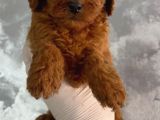 Sevi̇mli̇ Toy Poodle Yavrumuz