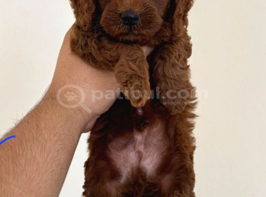 Red Toy Poodle Sevi̇mli̇ Yavrular görsel