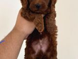 Sevi̇mli̇ Toy Poodle Yavrumuz