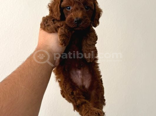 Red Toy Poodle Sevi̇mli̇ Yavrular