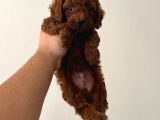 Sevi̇mli̇ Toy Poodle Yavrumuz