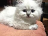 Anne Baba Scrli Safkan Longhair Yavru