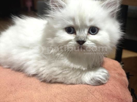 Anne baba scrli safkan longhair yavru