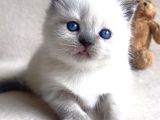 Sevimli Bluepoint British Shorthair