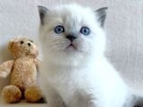 Sevimli Bluepoint British Shorthair