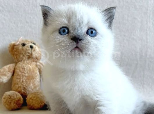 Sevimli Bluepoint British Shorthair