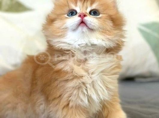 Muhteşem uzun sarı tüylü ny12 british longhair