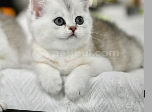 Siyah Ve Beyazın Asıl Rengi Ns24 British Shorthair görsel