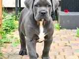 Cane Corso En Kalitelisi Dev Irkının En Iyisi